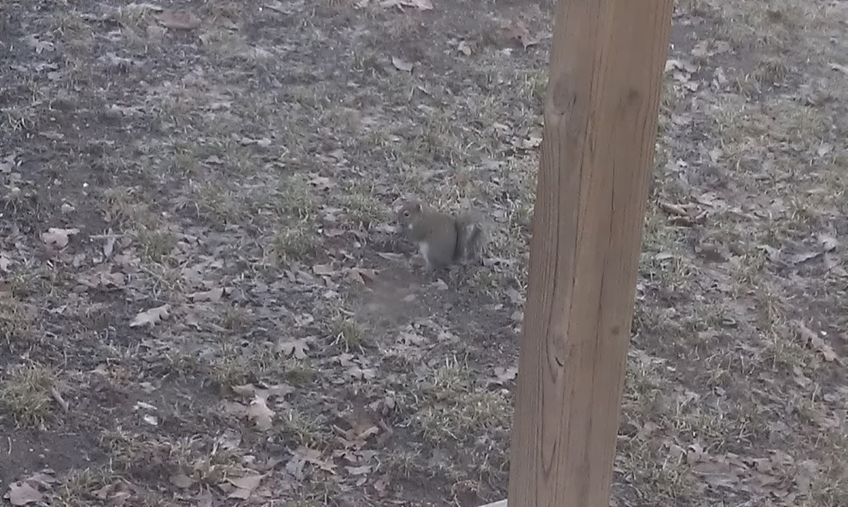 Eastern gray squirrels