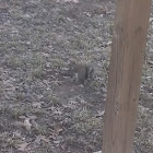 Eastern gray squirrels