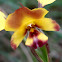 Wallflower or Donkey Orchid
