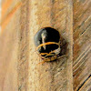 black bean bug