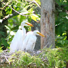 Great White Egret?