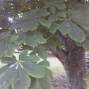 american chest nut tree
