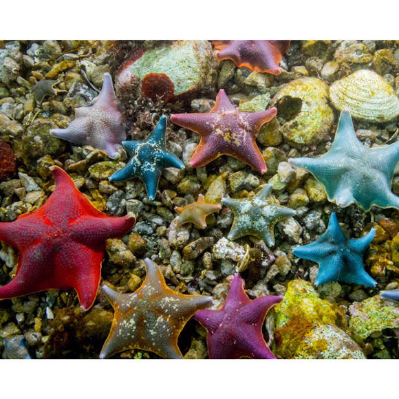 Bat Stars Project Noah