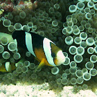 Orange clownfish (black variation)