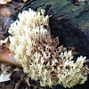 Yellow-tipped coral fungus