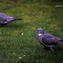 Pigeon