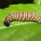 Skipper's Caterpillar