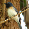 Leaden Flycatcher ( Immature Male )