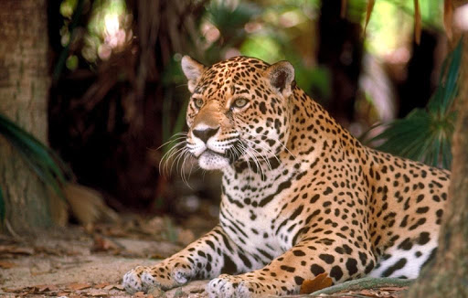 Jaguar Wallpapers HD