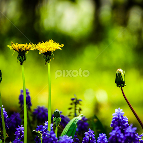 Spring Time by Catalin Soare - Flowers Flowers in the Wild