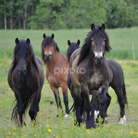 what's up? by Kristin Smestad - Animals Horses
