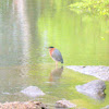 Green Heron