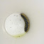 Black and Yellow Flat Millipede
