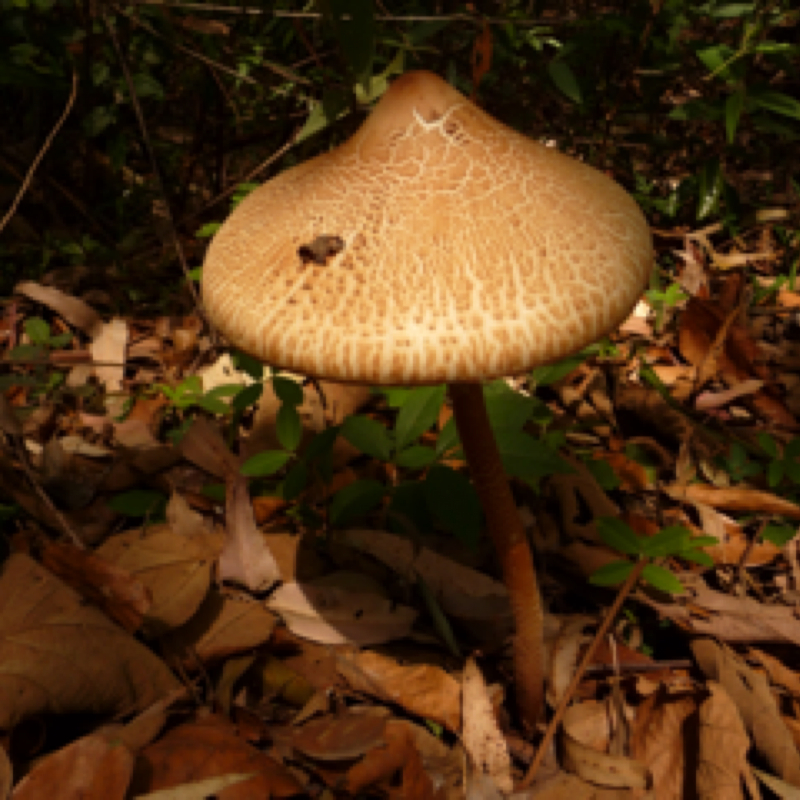 Parasol mushroom(?)