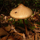 Parasol mushroom(?)