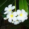 Frangipani or Plumeria