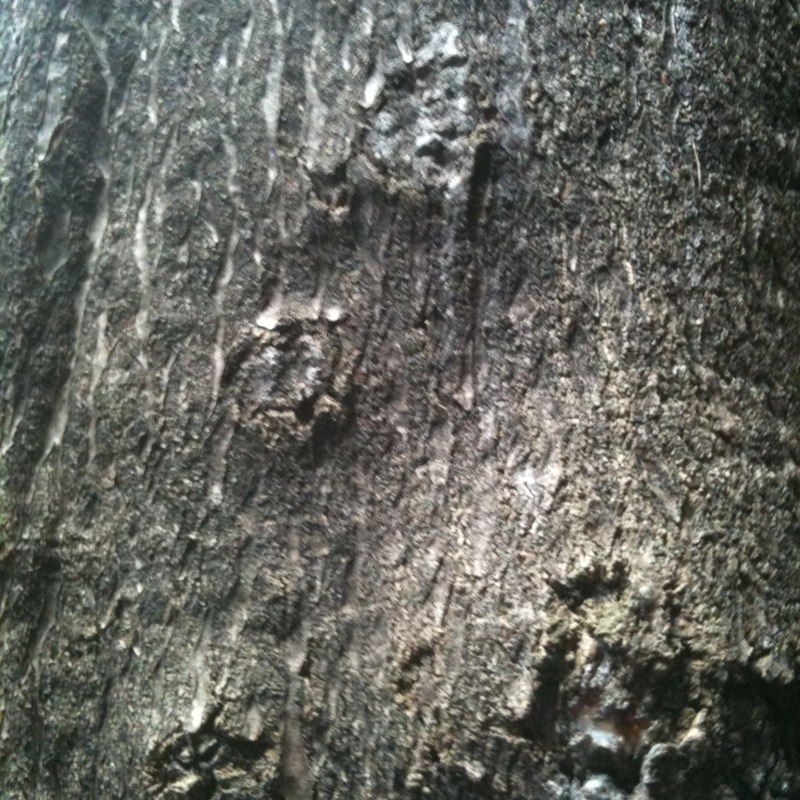 Large tree, possibly a black locust?