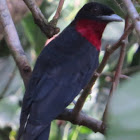 Purple-throated fruitcrow