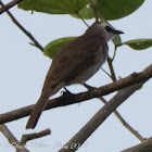 Yellow-vented Bulbul