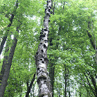 Silver birch (deadwood)