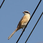 Longtailed Shrike