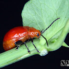Flea beetle