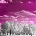 White Trees n Pink Clouds logo