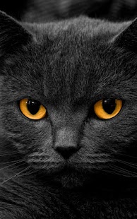 download Anak Kucing Gambar Animasi free