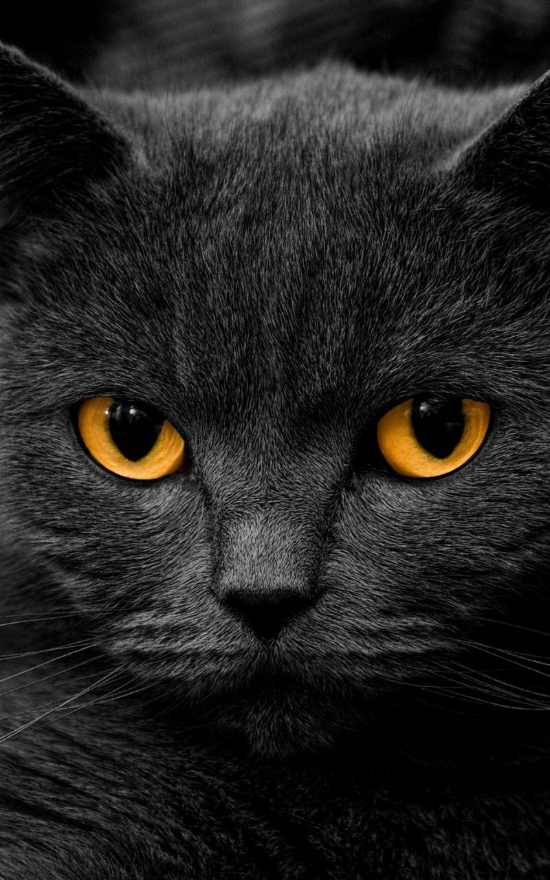 Cat Kittens Live Wallpaper Screen 3