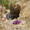 Pipevine Swallowtail