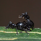 Tiny Black Weevil