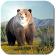 Bear Simulator 3D icon