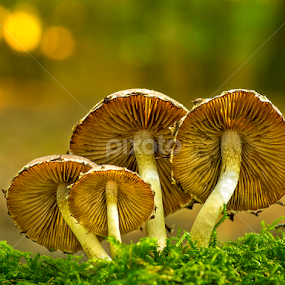 Fungis by Peter Samuelsson - Nature Up Close Mushrooms & Fungi