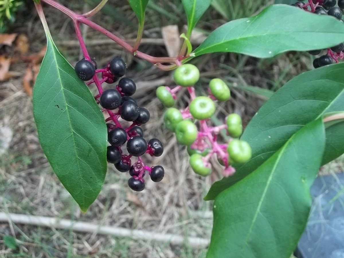 Pokeweed, pokeberry