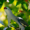 Thick Billed Green Pigeon