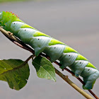 Manduca caterpillar