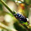 cobalt milkweed beetle or blue milkweed beetle