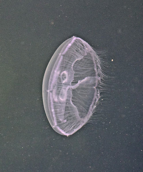 Moon Jellyfish | Project Noah