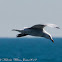 Audouin's Gull; Gaviota de Audouin