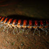 Millipede