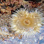 Sea Anemone