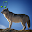 Animal sounds and photos Download on Windows