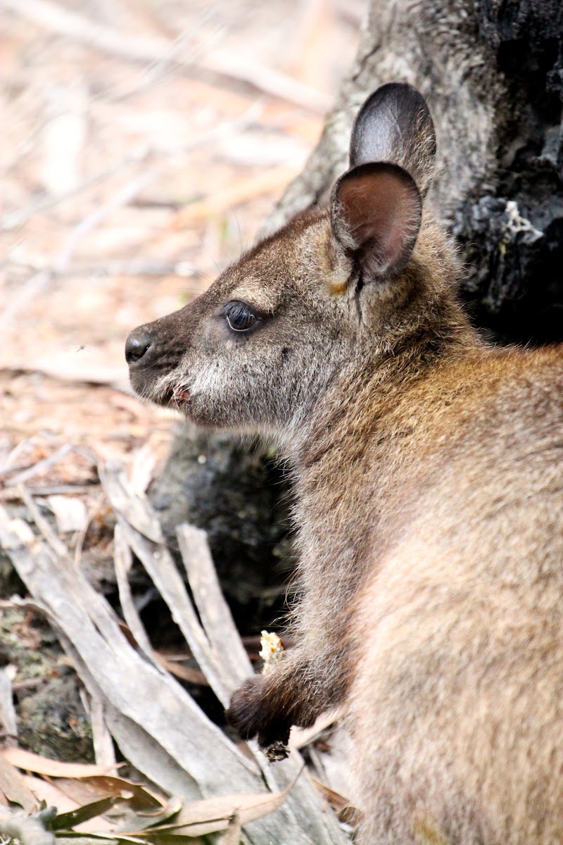 Red-necked Wallaby (Bennett's)