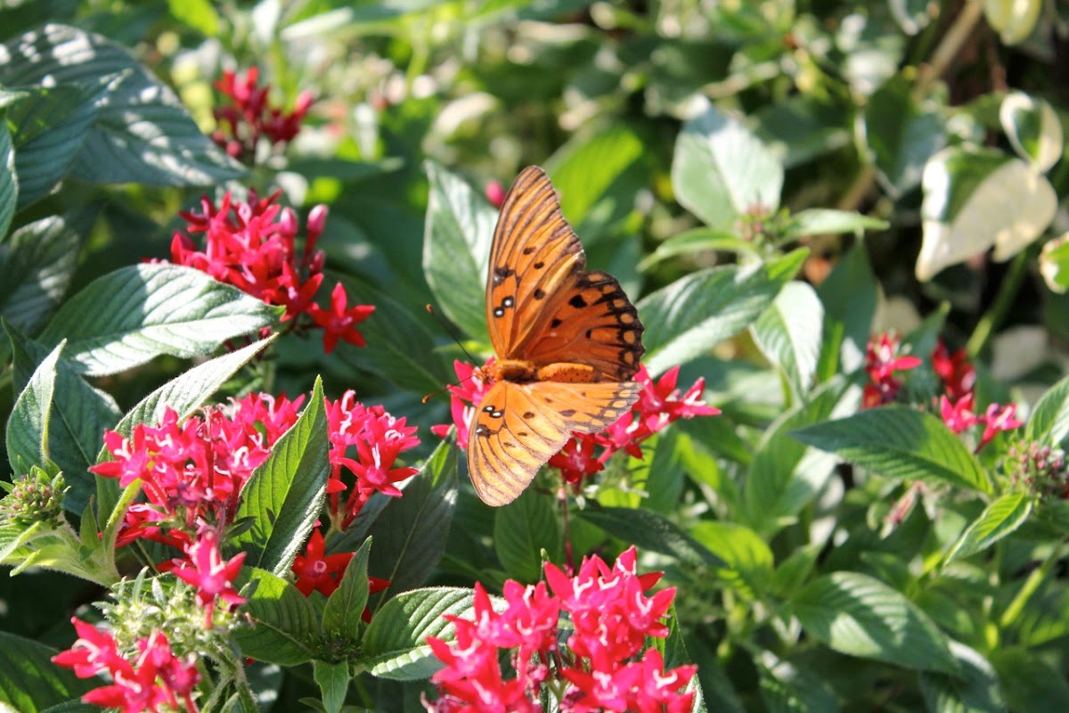 Gulf Fritillary