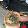 Abandoned killdeer nest