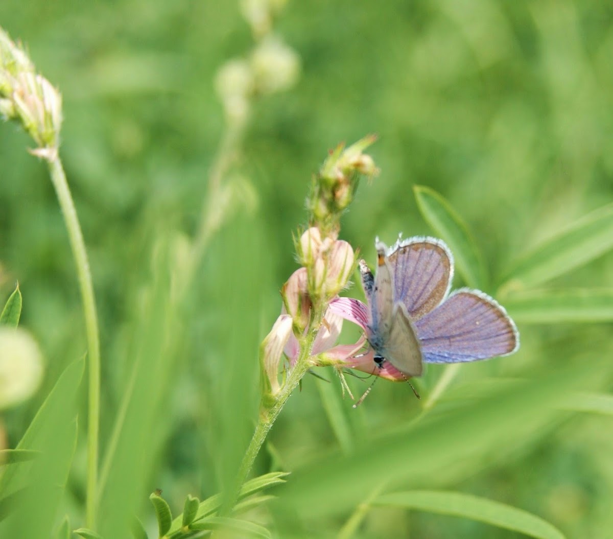 Short-tailed Blue