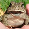 American Toad