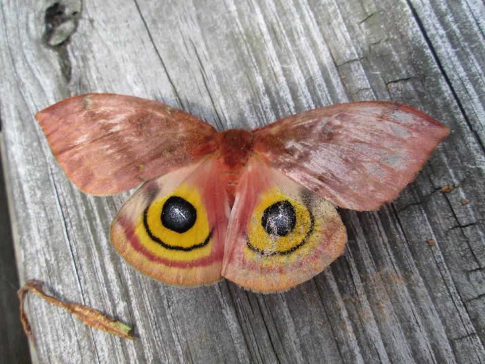 lo moth