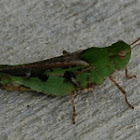 Southern Green-Striped Grasshopper