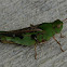 Southern Green-Striped Grasshopper